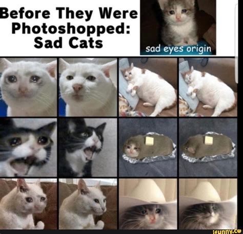 Before They Were Photoshopped Sad Cats Seo Title