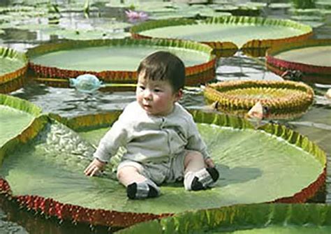 Victoria Amazonicagiant Water Lilylotus 50 Seeds Etsy Australia