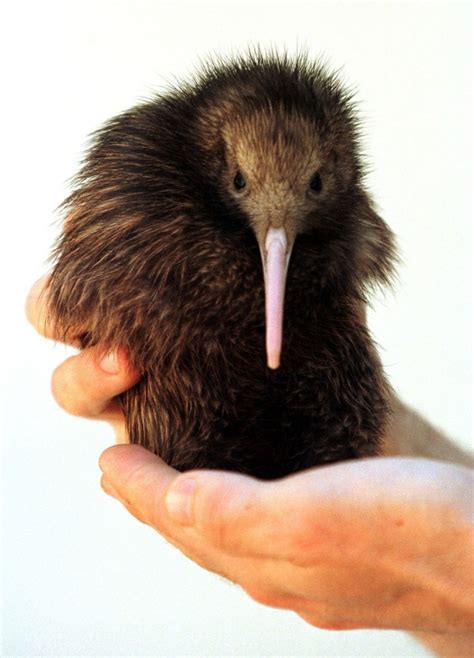 Brown Kiwi Kiwi Birds Kiwi Bird Flightless Bird Kiwi