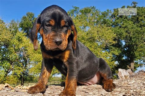 Sassy Male Two Bloodhound Puppy For Sale Near Dallas Fort Worth