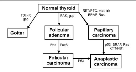 Figure 1 From Molecular Markers In Thyroid Cancer Semantic Scholar