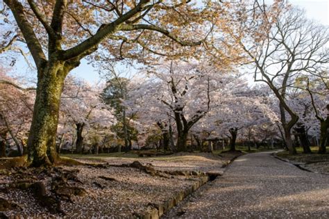 Japan At Its Finest Cherry Blossom Season In Nara Inaka Biking