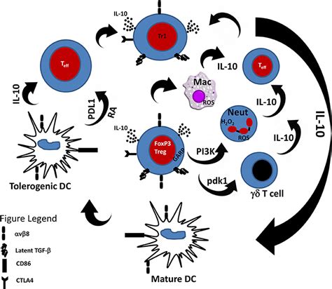 Frontiers The Pivotal Role Of Regulatory T Cells In The Regulation Of