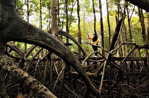 Petualangan Seru Ke Bontang Mangrove Park Taman Nasional Kutai Kaltim