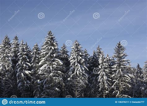 Tall Firs In A Forest Covered With Snow Stock Image