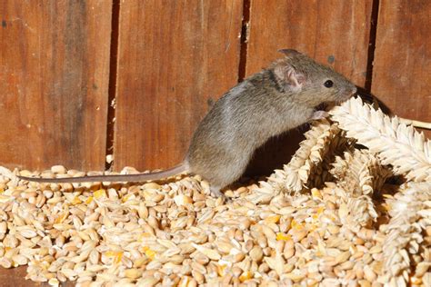 Field Mouse Droppings And Diseases