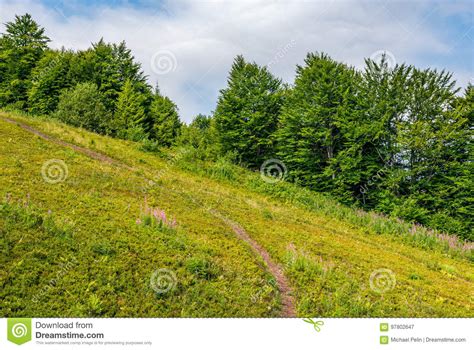 Path Through Slippery Slope With Forest Stock Image Image Of Nice