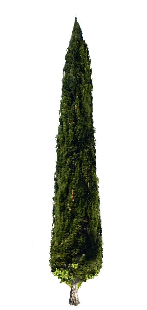 Swamp Clipart Cypress Tree Swamp Cypress Tree Transparent Free For