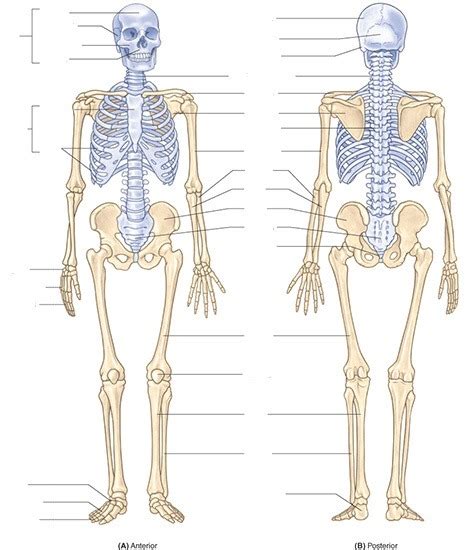 The Axial Skeleton Labeling Diagram Quizlet