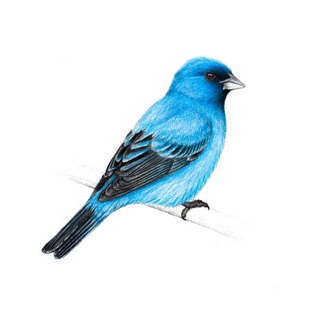 Indigo Bunting Art Illustration 5x7 Drawing Bird Ornithology Etsy