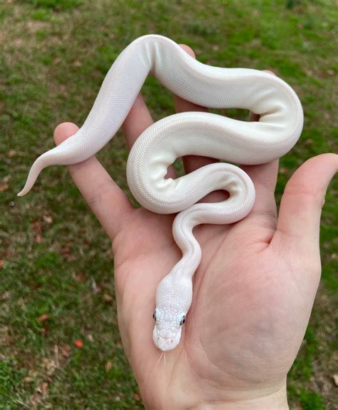 Super Lesser Blue Eyed Lucy Ball Python By Muscles And Geeks Ball Pythons Morphmarket