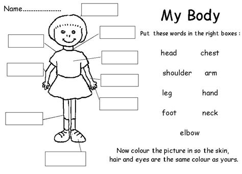 Maybe you would like to learn more about one of these? Free Printable Worksheets Preschool Body Parts - Practice ...