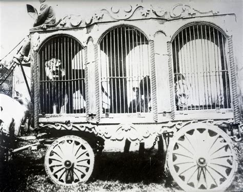 Campbell Bros Circus Animal Cage Wagon 1908 Vintage Circus Photos