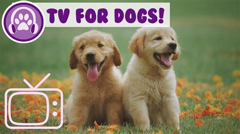 How To Relax My Dog Tv Entertainment For Dogs And Puppies Youtube