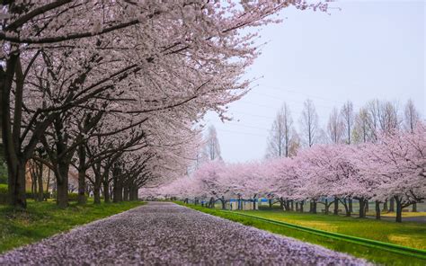 27 Cherry Blossom Tree Wallpaper Shushanahherman