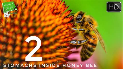 2 Stomachs Inside A Honey Bee Amazing Discovery Revealed Youtube