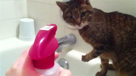 Cat Loves Squirt Bottle Youtube
