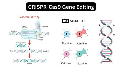 CRISPR Cas9 Gene Editing Definition Mechanism Application