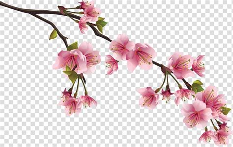 National Flower Of The Republic Of China Cherry Blossom Blossom