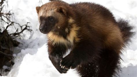 Bbc Earth The Truth About Wolverines
