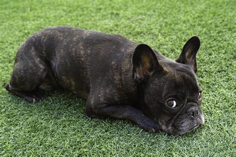 Gridley, a 14 week old english bulldog, gets his cherry eye gland pushed back under his eye lid by dr. Flickr: Discussing "Cherry Eye" In French Bulldogs in ...