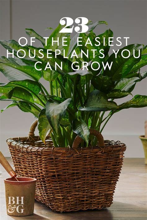 Kill Every Plant You Touch Try These 23 Easy To Grow Houseplants
