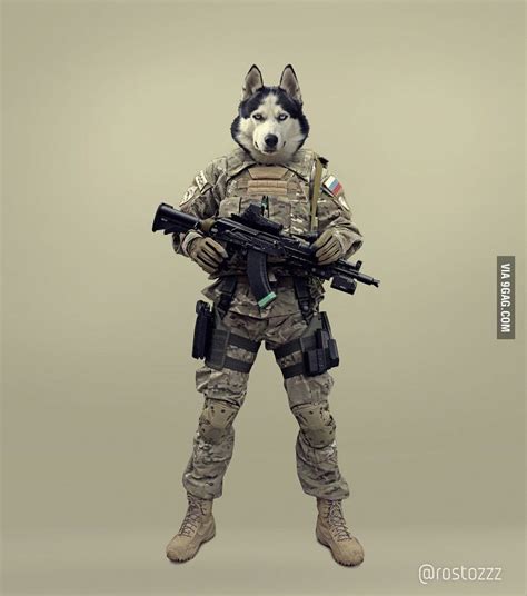 Tactical Husky 9gag Human Drawing Dog Drawing Character Design