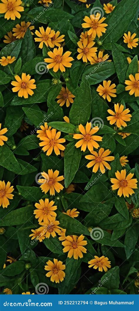 Bunch Yellow Daisys And Green Leaves In The Garden Stock Illustration