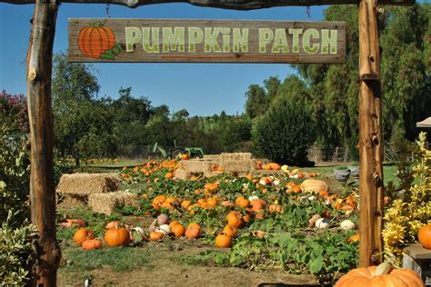 Where To Find The Best Pumpkin Patches In San Diego