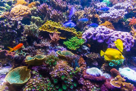 Coral Reef Free Stock Photo Public Domain Pictures