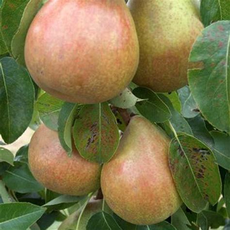 Organic Doyenne Du Comice Pear Trees Harrod Horticultural