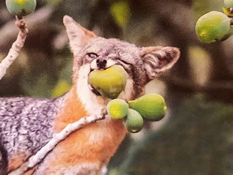 Gray Fox Eating Fresh Fruit Raww