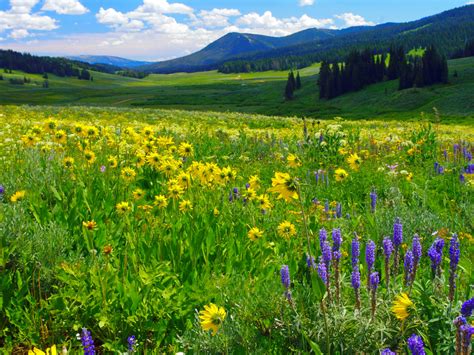 Blue And Yellow Flowers Mountain Meadow Grass Green Mountain Pine