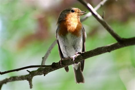 Robin Songbird Bird Small Free Photo On Pixabay Pixabay