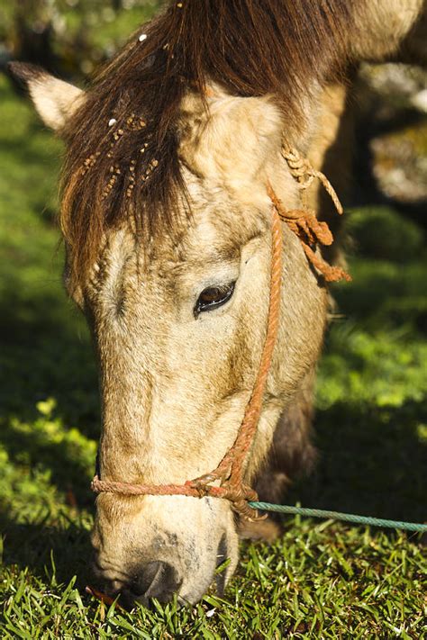 Horse Eating Grass Photograph By Amornthep Chotchuang