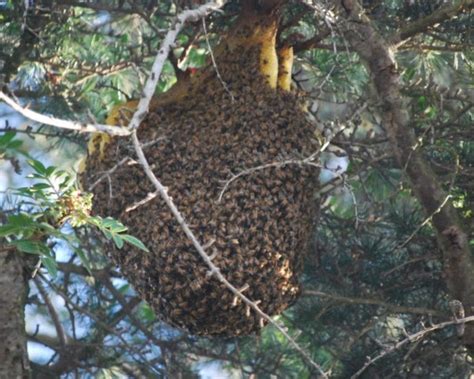 Capture A Wild Beehive Bee Hive Bee Keeping Bee