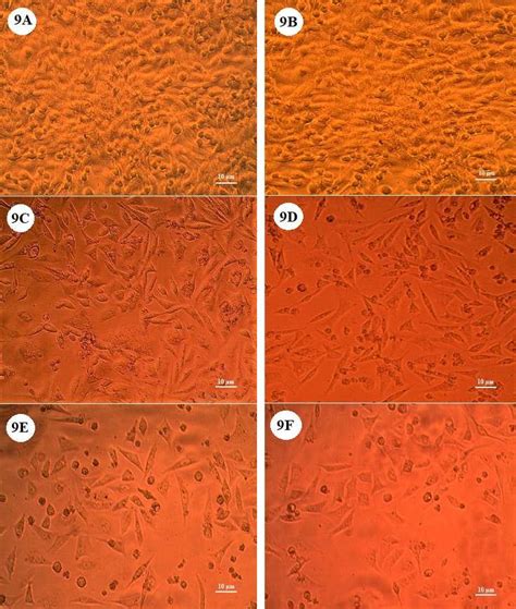Effect Of Dinp On Cell Viability By Mtt Assay In Chinese Hamster Ovary