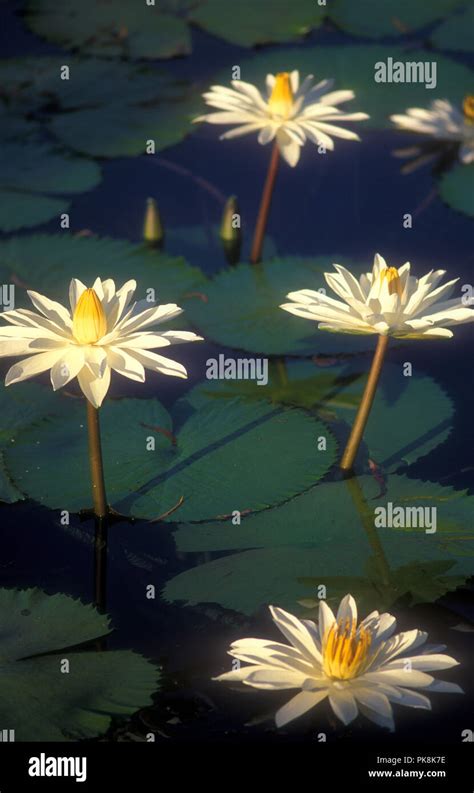 Aquatic Plants Water Lilies Hi Res Stock Photography And Images Alamy