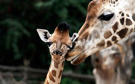 Cute Giraffe Images