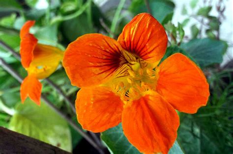 9 Best Edible Flowers You Can Eat How To Grow Edible Flowers Naturebring