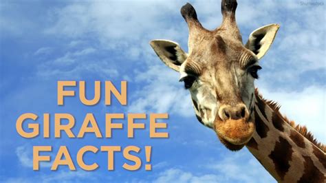5 Fun Facts About Giraffes 6abc Philadelphia