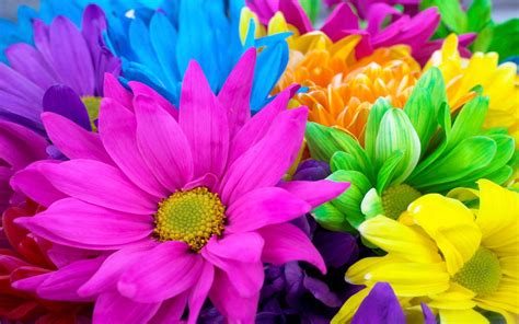 Flower Colorful Free Wallpapers Com