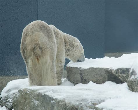 Nature Works Photography Polar Bearstoronto Zoo Feb12