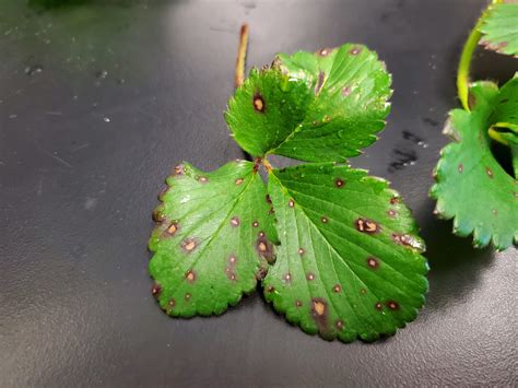 Identifying And Controlling Common Leaf Spot In Strawberry — Plant And Pest Advisory