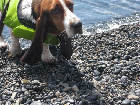 Life As I Know It By Worm The Basset Hound Swimming Lessons