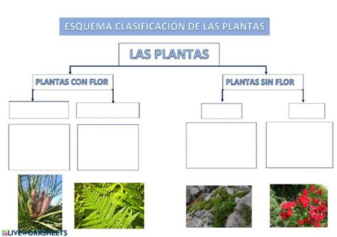 Plantas Con Flor Y Sin Flor Interactive Activity For Tercero De
