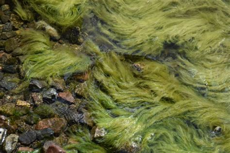 Filamentous Algae Lake Restoration