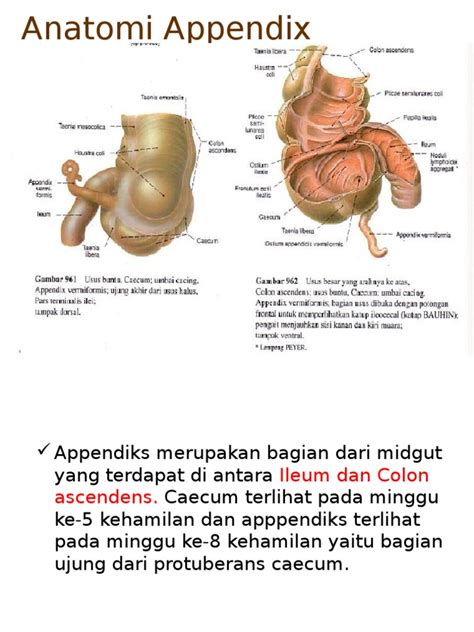 Anatomi Appendix