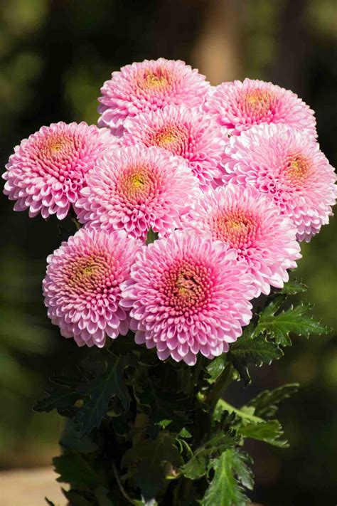 Disbud Ball Mum Flores Silvestres