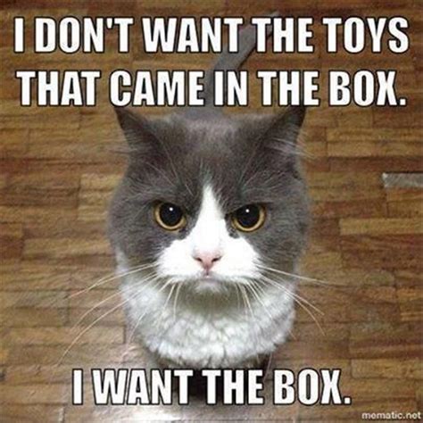 Funny Cat Memes That Will Make You Laugh Out Loud Fallinpets